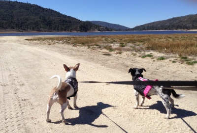 Chica and Bella at Hemet Lake on a walk